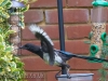 garden-birds-31