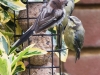 garden-birds-51