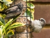 garden-birds-61