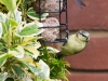 garden-birds-71