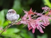 garden-birds